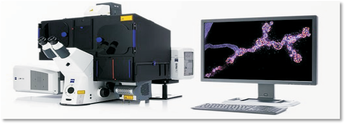 蔡司超高分辨率共聚焦显微镜